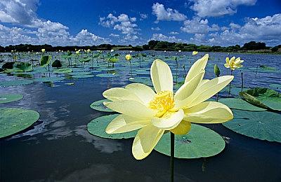 《夜莺传说》已推出EA版 上市预告片分享